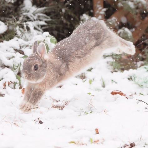 Winter Bunny Aesthetic, Brown Bunny Aesthetic, White Bunny Aesthetic, Rabbit Therian, Bunny In Snow, Silver Fox Rabbit, Jumping Bunny, Rabbit Aesthetic, Pretty Bunny