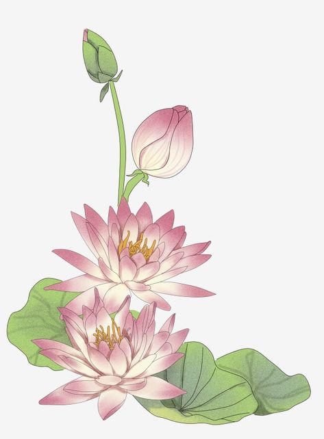 Lotus Border Design, Lotus Flower Drawings, Flower Art Watercolor, Lotus Clipart, Lotus Illustration, Painted Map, Lotus Artwork, Lotus Flower Drawing, Lotus Drawing