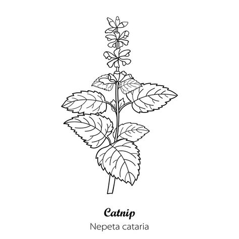 Catnip Tattoo, Catnip Plant Tattoo, Catnip Drawing, Plant And Cat Tattoo, Catnip Illustration, Yellow Dock Root, Catnip Flower, Cat Plants Illustration, Yellow Dock