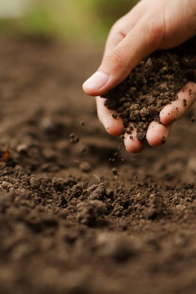 Planting The Garden - 5 Secrets To Get Your Garden Off To A Great Start! Organic Soil, Soil Testing, Master Gardener, Clay Soil, Soil Health, Soil Improvement, Organic Fertilizer, Plant Roots, Garden Soil