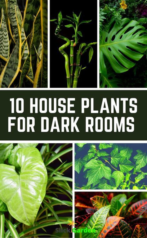 10 house plants for dark rooms. This plant can easily grow in the basement. It can propagate in the room where it receives little light. This plant can easily grow with minimum light and water. Plants That Grow Indoors With No Light, Plants In Dark Spaces, Plants That Grow In Dark Rooms, Plants For Laundry Room, Dark Room Plants Houseplant, Plants That Grow In The Dark, Basement Plant Room, Plants In Dark Rooms, Plant Grow Room