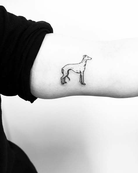 Little Whippet tattoo inked on the left arm by Jake Harry Ditchfield Whippet Tattoo Ideas, Italian Greyhound Tattoo, Sighthound Tattoo, Whippet Tattoo, Greyhound Tattoo, Skin Doodles, Tattooed Lady, Related Tattoos, Small Tats