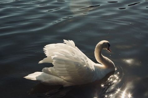 Swan Profile Picture, Swans Aesthetic, Cho Chang Aesthetic, Swan In Lake, Swan On Lake, Swan Beauty, Swan Aesthetic, Swan Pictures, Swan Wallpaper