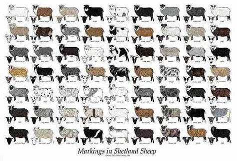 Guide to Shetland Sheep. Who would love to see a Shetland yarn from Bare Naked Wools?! (me!) Types Of Sheep, Sheep Farming, Jacob Sheep, Goats And Sheep, Baa Baa Black Sheep, Shetland Sheep, Sheep Breeds, Sheep Art, Counting Sheep