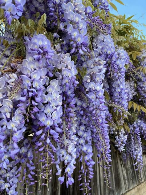 Wisteria Vine, Anime Flower, Wisteria Tree, Blue Patio, Flower Types, Flowering Tree, Flowers Unique, Japan Garden, Prom Decor