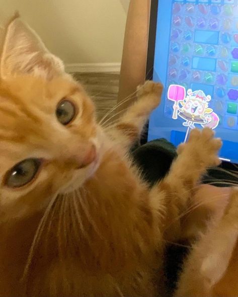 Orange Cat Aesthetic, Aesthetic Editor, Orange Aesthetics, Cat Energy, Orange Kitten, Casual Trendy Outfits, Ginger Kitten, Cats Playing, Candy Crush Saga