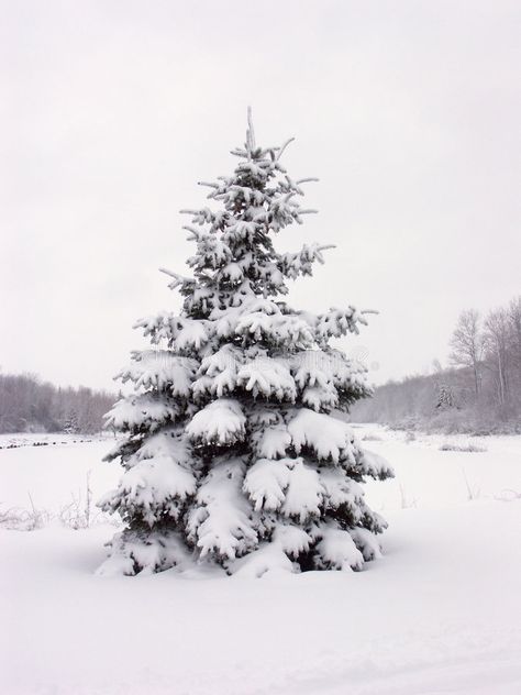 Snowy pine tree. A winter wonderland scene of a lone pine tree covered in heavy , #AFF, #winter, #wonderland, #tree, #Snowy, #pine #ad Botanical Art Drawing, Winter Wonderland Wallpaper, Frosted Christmas Tree, Pine Cone Christmas Tree, Lone Pine, Chinese Art Painting, Cone Christmas Trees, Snow Covered Trees, Winter Watercolor