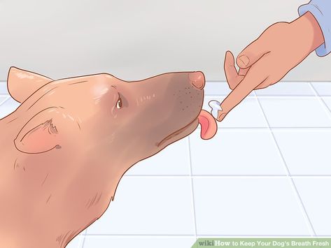 3 Ways to Keep Your Dog's Breath Fresh - wikiHow Pet Dog Bad Breath Remedy Diy, Diy Dog Breath Freshener, Dog Bad Breath Remedy, Dog Breath Remedy, Stinky Dog Breath, Dog Science, Bad Dog Breath, Essential Oils Dogs, Stinky Dog