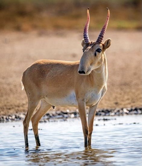 Saiga antelope saiga antelope photography saiga antelope wallpaper saiga antelope drawing saiga antelope tattoo saiga antelope art saiga antelope illustration saiga antelope cartoon mammals animals cute animal animal tattoo animal drawing animal painting animal nails animal wallpaper animal aesthetic animal print animal sketches animal art drawing animal sticker animal t shirt wild animals nature aesthetic nature wallpaper wild life photography beautiful wallpapers beautiful aesthetic