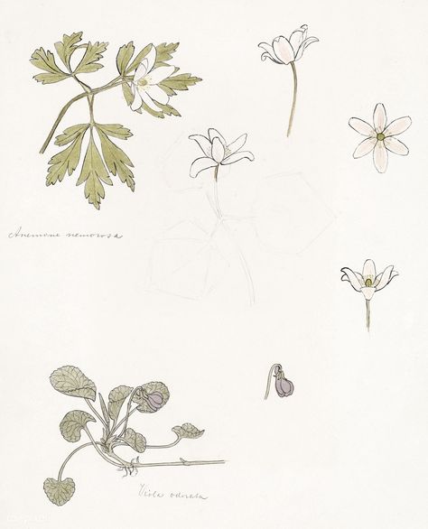 Sketches of wood anemone and sweet violet by Julie de Graag (1877-1924). Original from the Rijks Museum. Digitally enhanced by rawpixel. | free image by rawpixel.com Anemone Tattoo, Wood Anemone, Leaf Ornament, Sweet Violets, Botanical Art Prints, Flower Sketches, Flower Plants, Print And Pattern, Art Nouveau Style