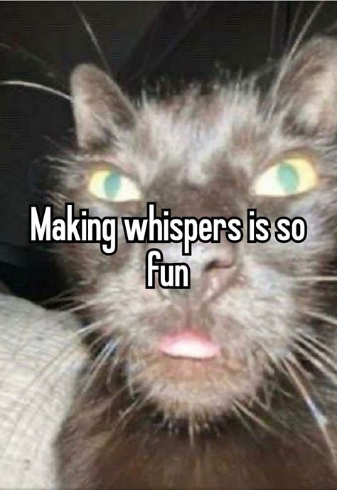 Cat Whisper, Cat Whisperer, Quick Jokes, I Relate, My Brain, Cat Memes, So True, Brain, Random Stuff