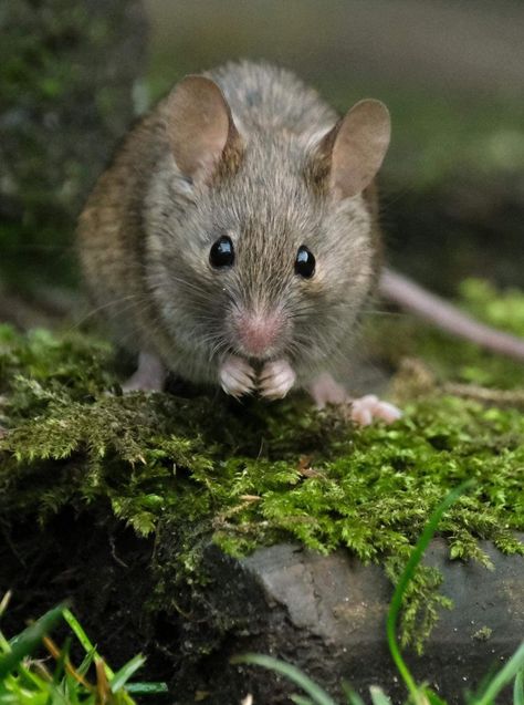 Grey Mouse, Animal Inspiration, Future Garden, Drawing Inspo, Cards Ideas, Animal Friends, Rodents, Animal House, Cute Little Animals