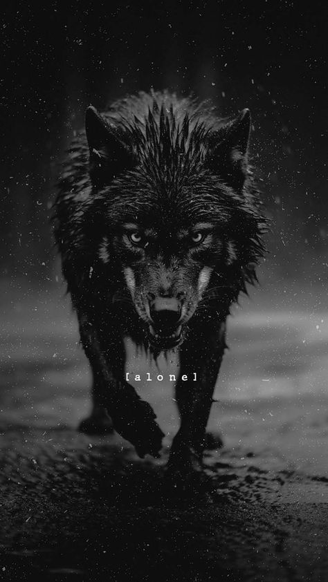 Alone Wolf iPhone Wallpaper 4K - iPhone Wallpapers Wolf Iphone Wallpaper, White And Black Wolf, Lup Singuratic, White Wolves, Lone Wolf Quotes, Viking Quotes, Angry Wolf, Shadow Wolf, Owl Drawing