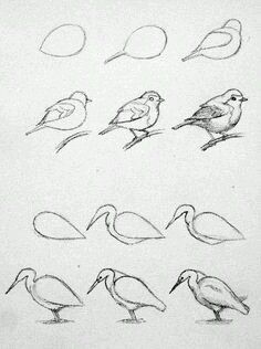 Trin For Trin Tegning, Drawing Tut, Bird Sketch, Pencil Art Drawings, Art Instructions, Bird Drawings, Drawing Lessons, School Art, Art Drawings Simple