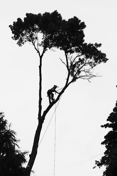 #arborist at work, #lumberjack,#logger: Arborist Climbing Trees, Arborist Climbing, Tree Arborist, Tree Trimmer, Climbing Art, Tree Surgeons, Climbing Trees, Pine Tree Tattoo, Tree Climbing