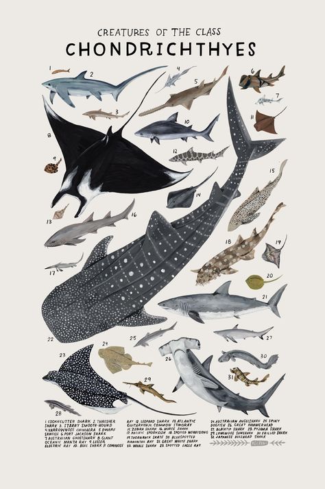 Playful Watercolors Illustrate the Many Classifications of the Animal Kingdom | Colossal Kelsey Oseid, Marine Creatures, Illustration Kunst, Scientific Illustration, Art Et Illustration, Animal Posters, Arte Animal, Ocean Creatures, Marine Animals