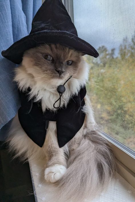 Witch Cat Costume, Cute Cat Outfits, Cat In Costume, Cat Outfits Pets, Cat Halloween Costume Pet, Crochet Wizard, Wizard Outfit, Kitten Costume, Halloween Cat Costume