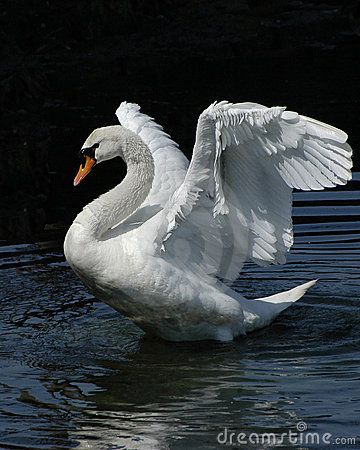 I would to love having a pond with swans in the backyard Water Drop On Leaf, Swan Wings, Swan Pictures, Beautiful Swan, White Swan, Animal Totems, Bird Pictures, Swan Lake, Swans