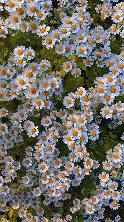 Flowers Pics, Pretty Flowers Pictures, Daisy Wallpaper, Flowers Photography Wallpaper, Simple Phone Wallpapers, Nothing But Flowers, Trending Pins, Wallpaper Nature Flowers, Pretty Landscapes