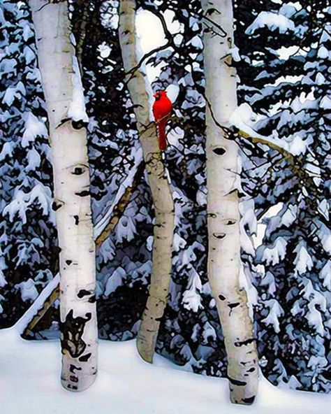 Winter Songs, Winter Szenen, Snow Covered Trees, I Love Winter, Birch Trees, Red Bird, Bird Tree, Winter Scenery, Winter Magic