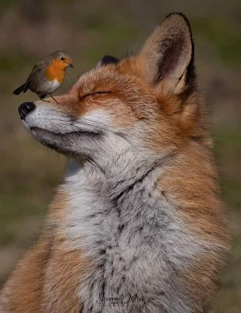 Fox Pictures, Wild Animals Pictures, Pet Fox, Pretty Animals, Animal References, Silly Animals, Cute Wild Animals, Cute Animal Photos, Animal Photos