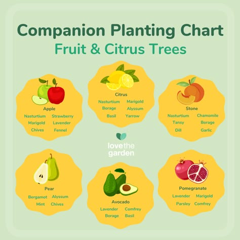 Companion Planting Chart for Fruit & Citrus Trees | Love The Garden Permaculture Guilds, Tree Guild, Homestead Plans, Fruit Forest, Planting Chart, Backyard Orchard, Fantasy Farm, Companion Planting Chart, Planting Fruit Trees