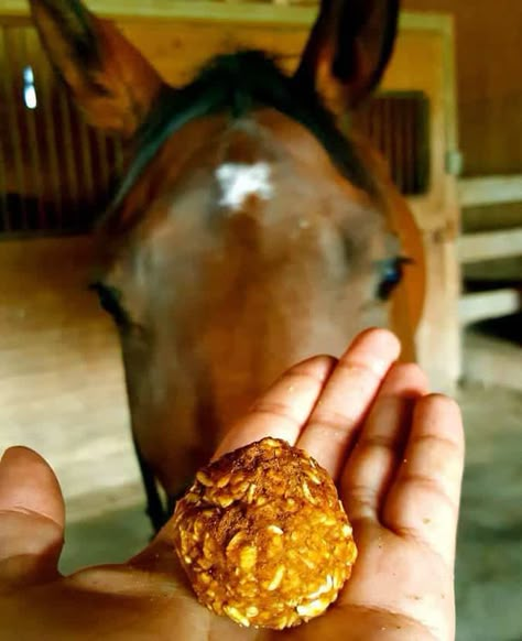 No Bake Horse Cookies, Soft Horse Treats, Horse Snacks, Goat Treats, Treats For Horses, Horse Cookies Recipes, Honey Oatmeal Cookies, Homemade Horse Treats, Horse Hacks