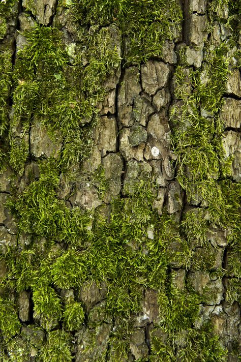 Moss And Lichen, Moss Tree, Tree Bark Texture, Photo Macro, Cats Art Drawing, Lichen Moss, Wood Nymphs, Tree Study, Wood Bark