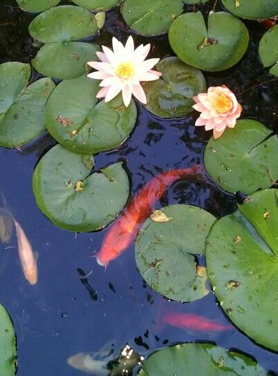 Lily Pad Mosaic, Koi Pond Top View, Chalk Festival, Pond Painting, Garden Pond Design, Geeky Art, Color Me Mine, Koi Fish Pond, Japanese Koi