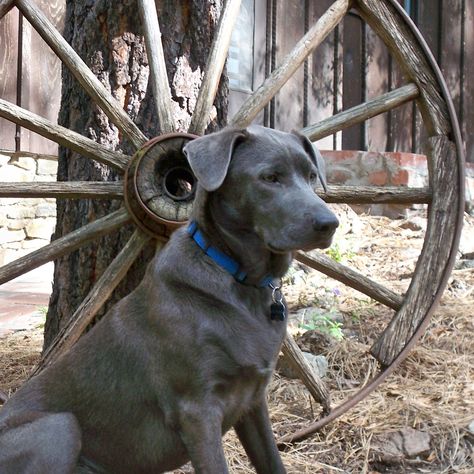 Texas Blue Lacy ~ Horror Western, Blue Hole Wimberly Texas, Blue Lacy Dog, Texas Bluebonnets Photography, Texas Animals, Blue Lacy, Abyssinian Cat, Red Bone, Portuguese Water Dog Brown