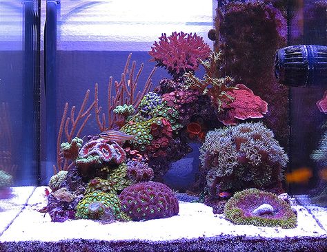 Marine Aquarium Aquascaping, Saltwater Aquascape, Saltwater Tank Aquascape, Aquascape Aquarium Saltwater, Nano Reef Tank Aquascaping, Small Saltwater Tank, Reef Aquascape, 10 Gallon Saltwater Aquarium, 20 Gallon Saltwater Tank