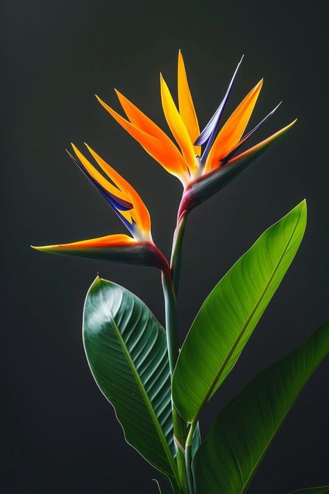 Tropical Plants Painting, Bird Of Paradise Painting, Strelitzia Plant, Strelitzia Flower, Heliconia Plant, Heliconia Flower, Birds Of Paradise Plant, Strelitzia Reginae, Bird Of Paradise Flower