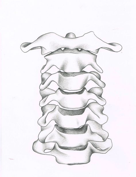 Vertebrae Drawing, Vertebral Column Drawing, Typical Vertebra Anatomy, Cervical Vertebrae Drawing, Human Vertebrae, Neck Vertebrae, Skeleton Spine, Drawing Skeleton, Spine Drawing