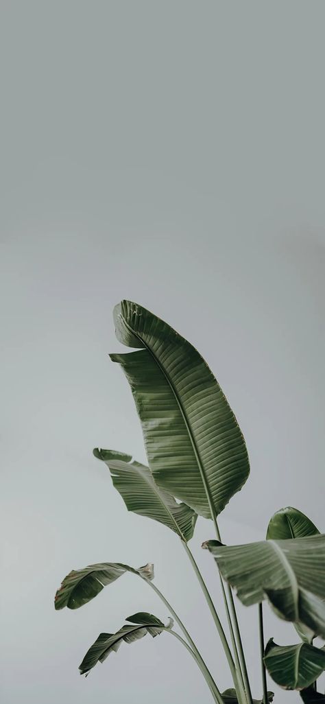 High Quality Iphone Wallpaper Aesthetic, Indoor Plant Wallpaper, Aesthetic Wallpaper Hd 1080p, Monstera Plant Wallpaper, Business Aesthetic Wallpaper, Plant Wallpaper Aesthetic, Plant Wallpaper Iphone, Simple Ipad Wallpaper, Aesthetic Green Nature