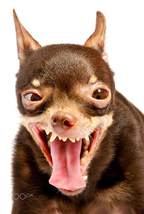 Funny Looking Dogs, Russian Toy Terrier, Avocado Plant, Dogs Photos, Dogs Pictures, Cat Pee, Big Smiles, Puppy Images, Funniest Pictures