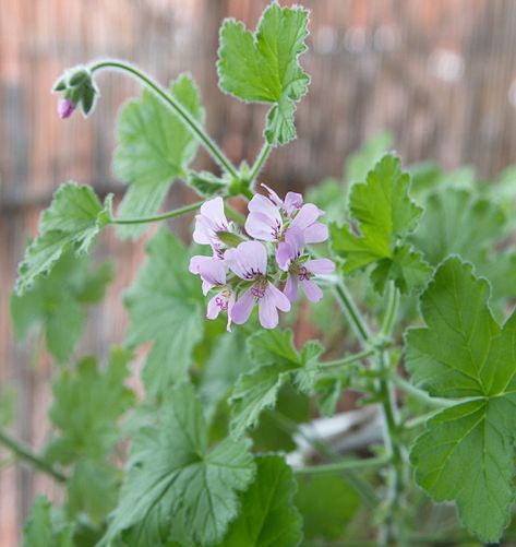 Silver Plant, Scented Geranium, Geranium Flower, Plants To Grow, Fragrant Plant, Best Plants, Planting Shrubs, Desert Garden, Rose Fragrance