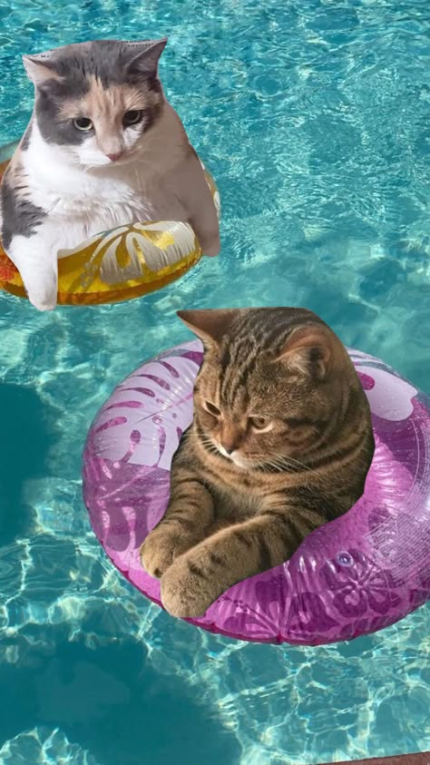 #poolparty #pool #water #cats #aesthetic #cutecore #cute #cat Cat At Beach Aesthetic, Summer Cat Wallpaper, Summer Cat Aesthetic, Angry Cat Videos, Tattoo Designs Cat, Cat In Water, Cats Tattoo Ideas, Cat Tattoos Ideas, Cat Photography Ideas