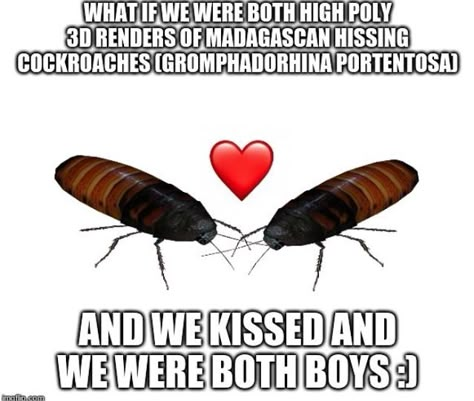 Bug Jokes, Bugs In Love, Bug Memes, What If We Kissed, Goliath Beetle, We Kissed, Cool Bugs, Me N Who, Beautiful Bugs