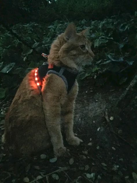 Diy Cat Harness, Camping With Cats, 2023 Moodboard, Cats Outside, House Pets, Adventure Cat, Cat Essentials, Old Boots, Sewing Courses