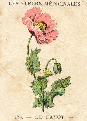 Poppies Botanical Illustration, Poppy Flower Botanical Illustration, Vintage French Prints, Vintage French Illustration, Vintage Poppy Illustration, French Illustration Vintage, Botanical Vintage Illustration, Vintage Botanical Prints Flowers, Poppy Botanical Illustration