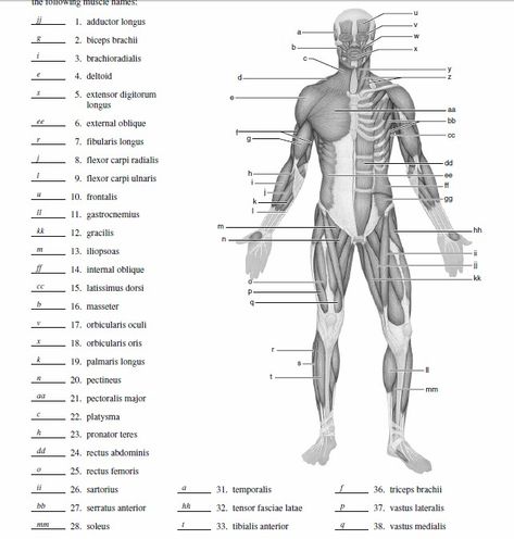 Blank Muscle Diagram to Label Muscular System Labeled, Body Muscle Anatomy, Muscular System Anatomy, Human Muscular System, Muscle Diagram, Anatomy Coloring, Muscle System, Human Muscle Anatomy, Anatomy Coloring Book