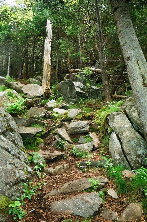 Snake Tanks, Forest Rocks, Boulder Rock, Jungle Island, Conifer Forest, Stone Forest, Before The Flood, Rocky Hill, Forest Photos