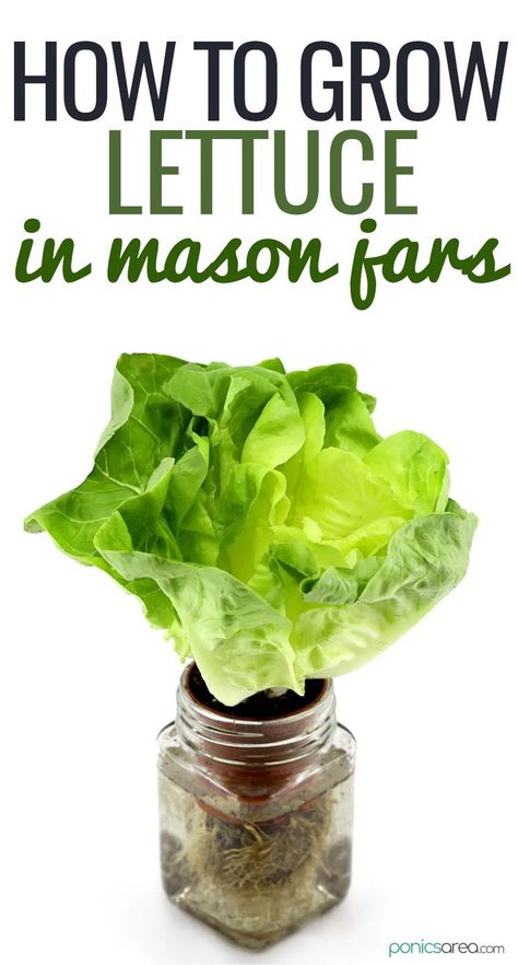 grow lettuce in mason jars Landscape Ideas For Small Backyard, Landscape Ideas Architecture, Kratky Method, Growing Lettuce Indoors, Ideas Around Trees, Hydroponic Gardening Diy, How To Grow Lettuce, Indoor Hydroponic Gardening, Hydro Gardening