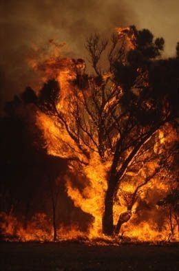 Tree On Fire, Oc Aesthetic, Wildland Fire, Fire Image, Pastel Sec, Fire Photography, Wild Fire, Fire Nation, Fire Art