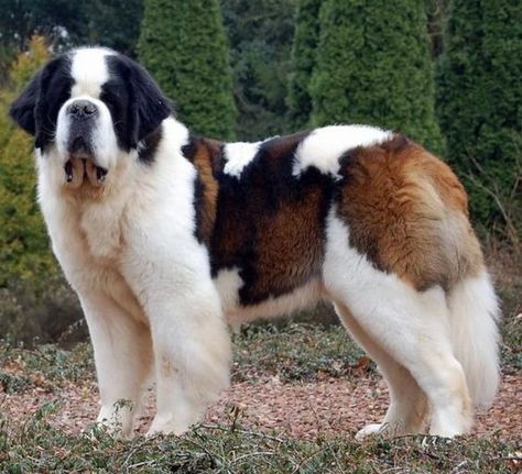 Saint Bernard Dog, Saint Bernards, St Bernards, Big Dog Breeds, What Kind Of Dog, Huge Dogs, St Bernard Dogs, Bernard Dog, Best Dog Breeds