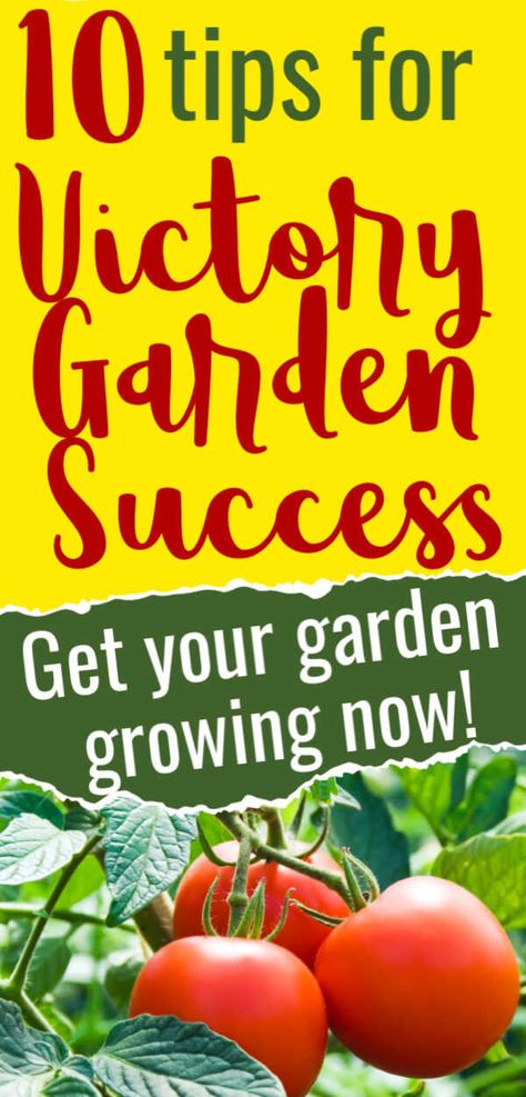 Here are 10 essential tips and ideas for your beginning Victory Garden to be successful! You still have time to get it planted! #garden #forbeginners #ideas #vegetable #gardening #planning #inspiration #easy #healingharvesthomestead Victory Garden Plans, Skills Everyone Should Know, Pioneer Living, Suburban Homestead, Homestead Skills, Companion Planting Guide, Victory Gardens, Survival Garden, Diy Jar