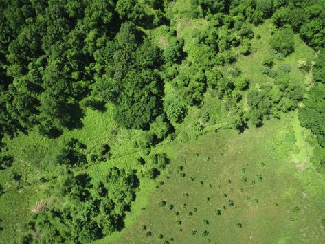 Forest Top View, Tree Plan Photoshop, Forest Texture, Grass Texture, Tree Texture, Trees Top View, Texture Ideas, Photoshop Rendering, Tree Plan