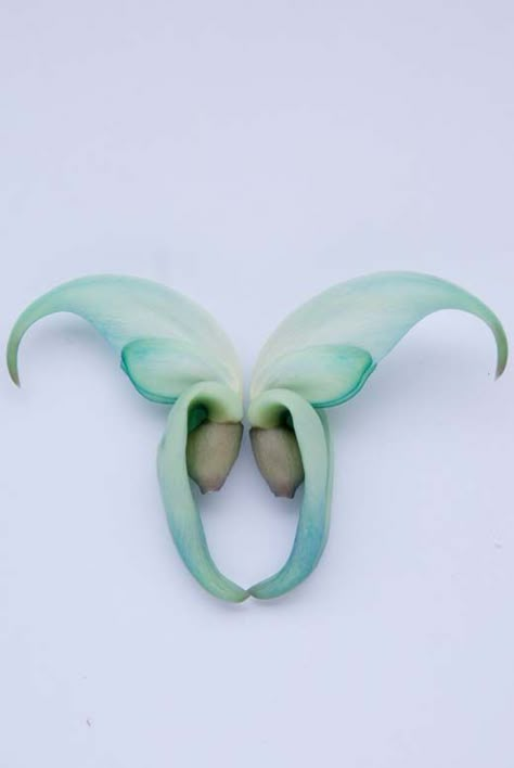 Jade Vine Tattoo, Jade Vine Flower, Trippy City, Philippine Flowers, Jade Vine, Jade Flower, Butterfly Room, Plant Fungus, Vine Tattoos