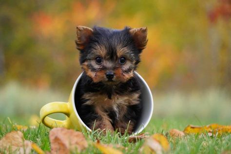 22 Smallest Dog Breeds with Tiny Puppies That Stay Small Smallest Dog Breeds, Cute Small Houses, Tiny Dog Breeds, Small Dog House, Smallest Dog, Tiny Puppies, Dog Facts, Dogs Breeds, Tiny Dogs