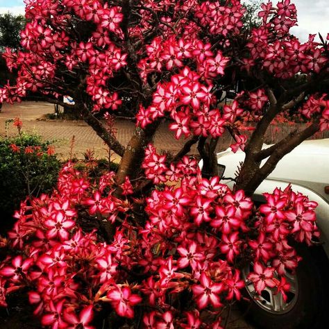 Impala Lily, Lily Aesthetic, Towards The Sun, The Language Of Flowers, Cute Tattoos For Women, Language Of Flowers, Beautiful Plants, All Flowers, Plants And Flowers